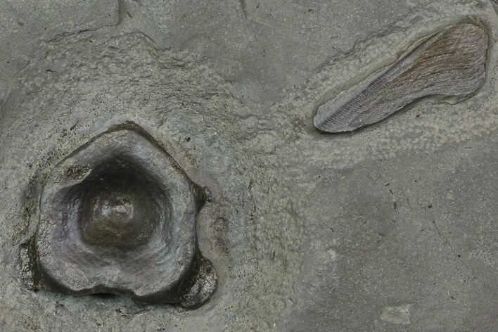 Fossil Ichthyosaur Vertebrae In Shale - Germany #114183